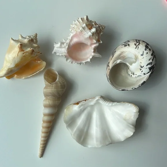 Assorted Seashell Collection - Picture 3 of 8